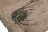 Kettneraspis Trilobite With Long Occipital - Lghaft, Morocco #354428-3